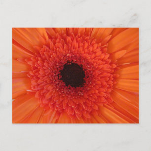 Cartão Postal De Festividades Orange Gerbera Close DY Postcard