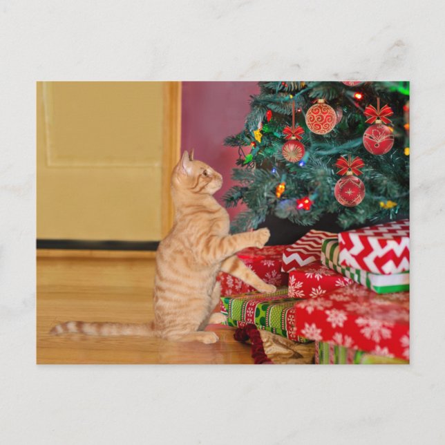 Cartão Postal De Festividades Orange Tabby Cat Natal (Frente)