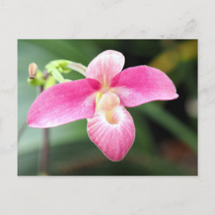 Cartão Postal De Festividades Orquídea rosa adorável