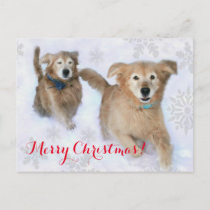 Cartão Postal De Festividades Ouro Retrievers Dashing Através do Natal da Neve