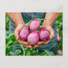 Cartão Postal De Festividades Ovelhas roxas no Jardim Orgânico