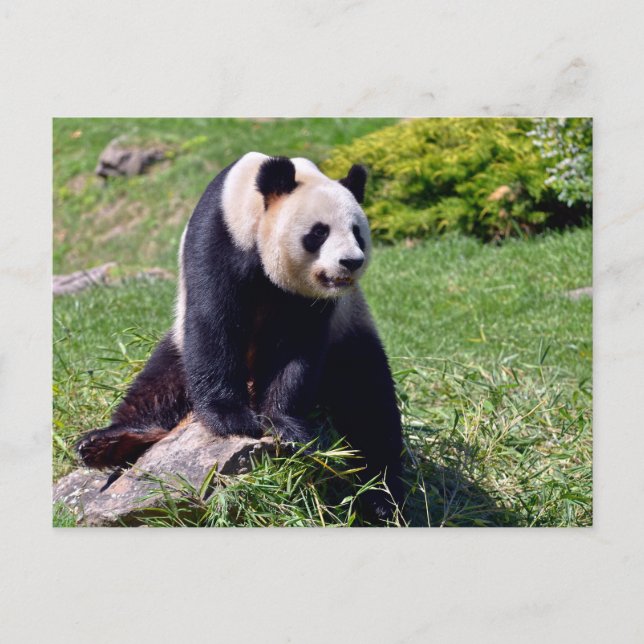 Cartão Postal De Festividades Panda gigante sentada numa pedra (Frente)