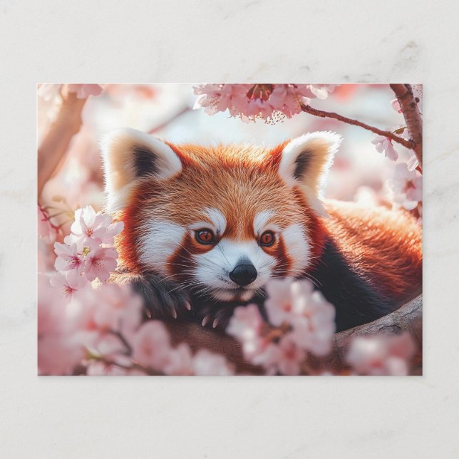 Cartão Postal De Festividades Panda Vermelha Entre Blossomas De Cereja (Frente)