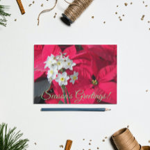 Papa-brancos e Floral de Poinsettia Vermelha