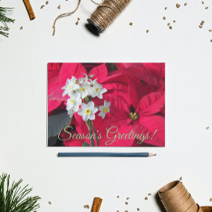 Cartão Postal De Festividades Papa-brancos e Floral de Poinsettia Vermelha