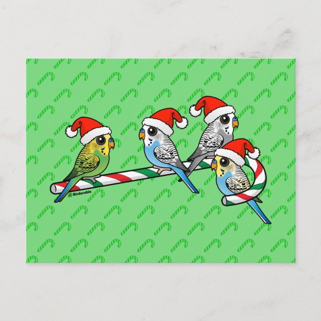 Cartão Postal De Festividades Papai noel Budgies do bastão de doces (Frente)