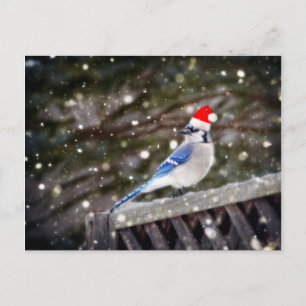 Cartão Postal De Festividades Papais noeis Blue Jay