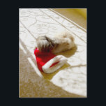 Cartão Postal De Festividades Papais noeis capturados<br><div class="desc">Oops! Faça aquele Papai noel Hat! Bem, ele quase o "pegou"! Personalize este design Pekingês com nossa ferramenta de texto, adicione cores de fundo com facilidade, torne-o seu! Venha visitar nosso Compro Maggie Ross Pekingese para ver muitos designs sazonais criados do meu trabalho artístico original. Pekinese para todas as estações...</div>