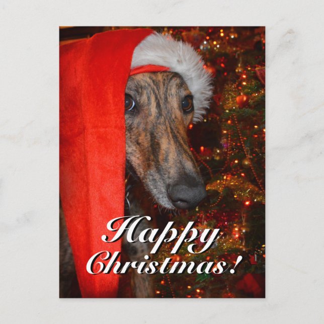 Cartão Postal De Festividades Papais noeis de Natal engraçados Greyhound Lurcher (Frente)
