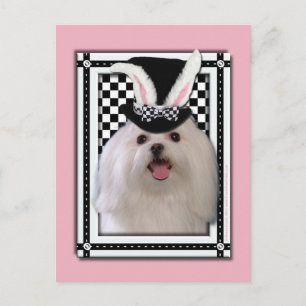 Cartão Postal De Festividades Páscoa - algum coelho o ama - maltesa