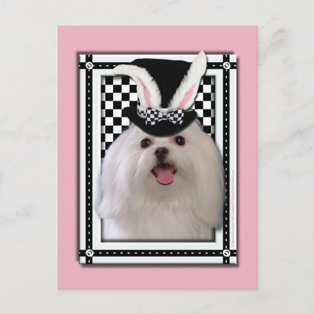 Cartão Postal De Festividades Páscoa - algum coelho o ama - maltesa (Frente)