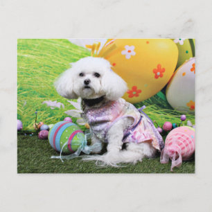 Cartão Postal De Festividades Páscoa - Bichon Frise - Mia
