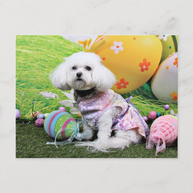 Cartão Postal De Festividades Páscoa - Bichon Frise - Mia (Frente)