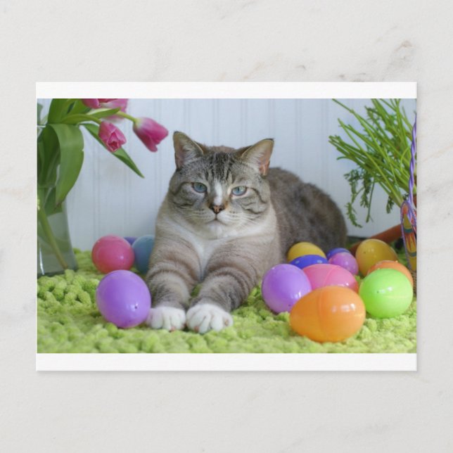 Cartão Postal De Festividades Páscoa Cat (Frente)