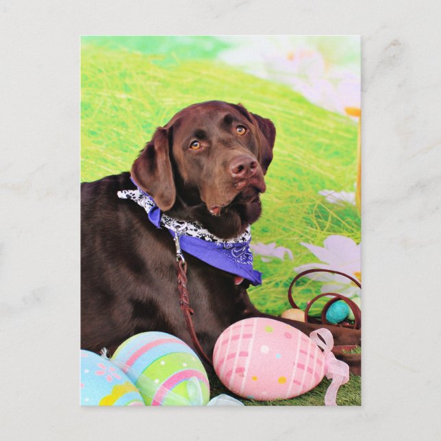 Cartão Postal De Festividades Páscoa - chocolate Labrador - Hershey (Frente)