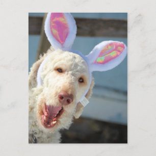 Cartão Postal De Festividades Páscoa Ollie