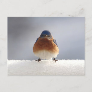 Cartão Postal De Festividades Pássaro Azul Negrito