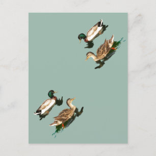 Cartão Postal De Festividades Patos-de-pata