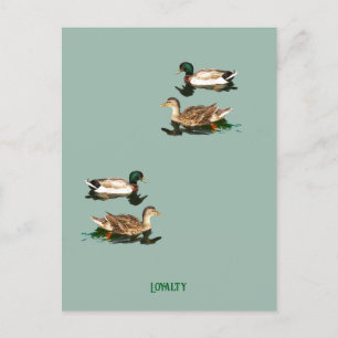 Cartão Postal De Festividades Patos-de-pata