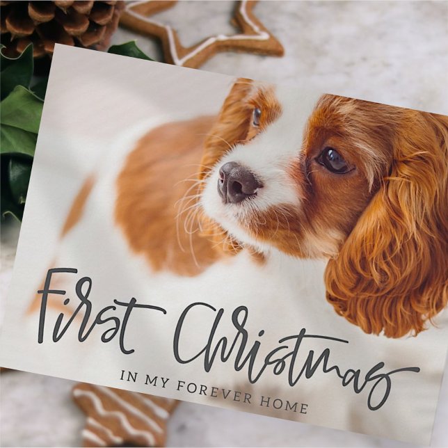 Cartão Postal De Festividades Pet First Christmas in Forever Home Photo (Criador carregado)