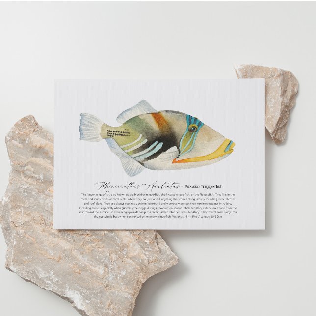 Cartão Postal De Festividades Picasso Triggerfish (Criador carregado)