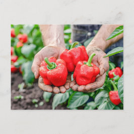 Cartão Postal De Festividades Pimentões-de-bélula coloridos e misturas de chili