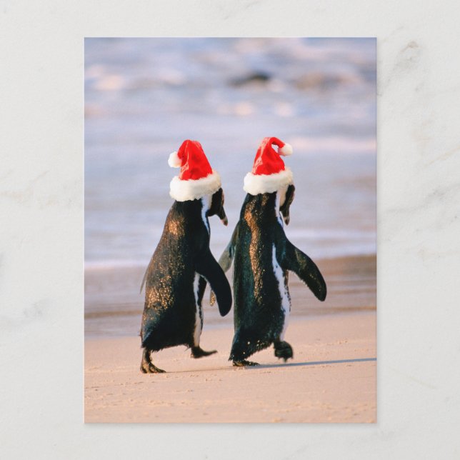 Cartão Postal De Festividades Pinguins com Chapéus de Papai Noel na Praia (Frente)