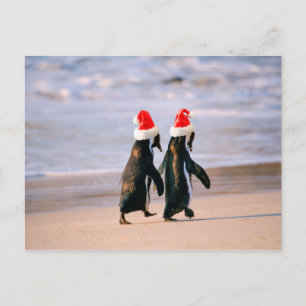 Cartão Postal De Festividades Pinguins em Santa Hats na praia