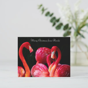 Cartão Postal De Festividades Pink Flamingo's, Feliz Natal da Flórida