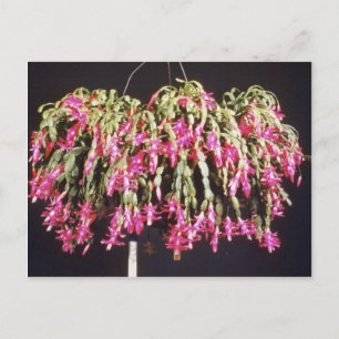 Cartão Postal De Festividades Pink Schlumbergera Bridgesii (Natal Cactus) fl