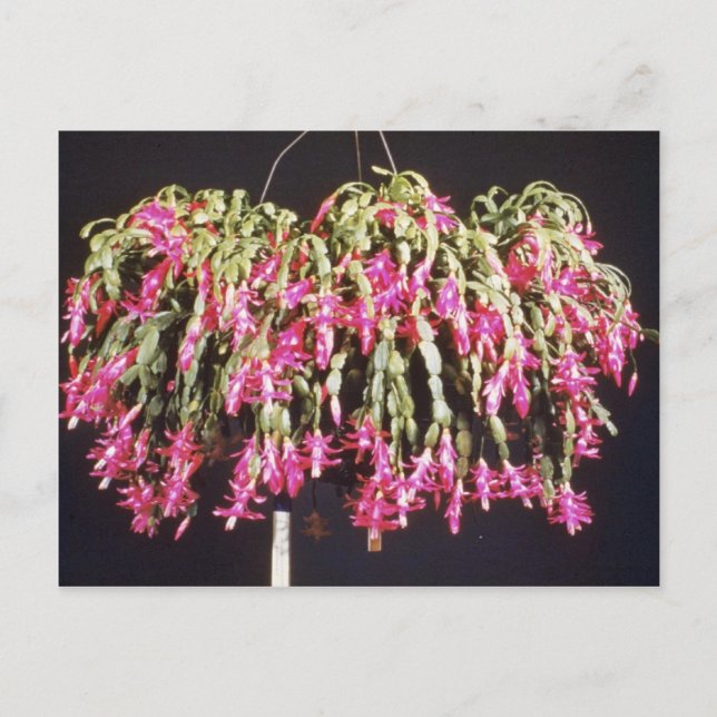 Cartão Postal De Festividades Pink Schlumbergera Bridgesii (Natal Cactus) fl (Frente)