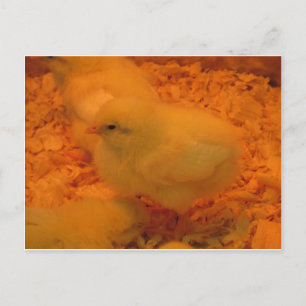 Cartão Postal De Festividades Pintinho páscoa