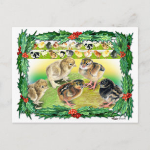 Cartão Postal De Festividades Pintinhos de Natal