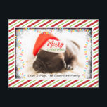 Cartão Postal De Festividades Pinto de Natal em Santa Hat com Luzes de Natal<br><div class="desc">Um cartão postal com uma fotografia adorável de um filhote de cachorro dormindo enquanto veste um chapéu de santa. Feliz Natal está escrito na banda de seu chapéu, com uma letra manuscrita na moda. Uma borda cinza com luzes coloridas de Natal cercando a moldura dessa foto fofinha. O fundo é...</div>