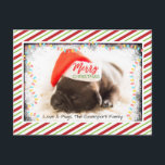 Cartão Postal De Festividades Pinto de Natal em Santa Hat com Luzes de Natal<br><div class="desc">Um cartão postal com uma fotografia adorável de um filhote de cachorro dormindo enquanto veste um chapéu de santa. Feliz Natal está escrito na banda de seu chapéu, com uma letra manuscrita na moda. Uma borda cinza com luzes coloridas de Natal cercando a moldura dessa foto fofinha. O fundo é...</div>