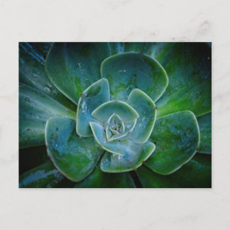 Cartão Postal De Festividades Planta Evergreen