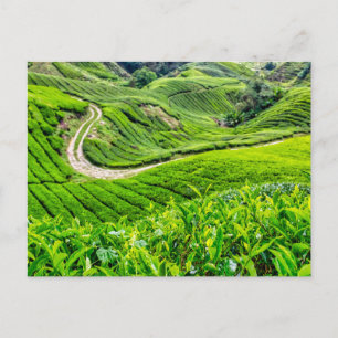 Cartão Postal De Festividades Plantação de Chá de Cameron Highlands