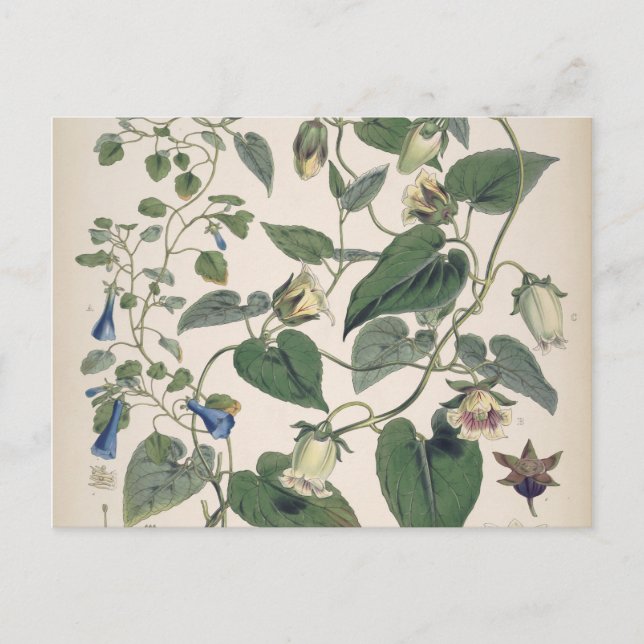 Cartão Postal De Festividades Plantas da Botânica Himalaia (Frente)