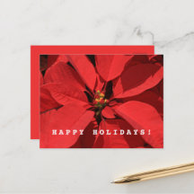 Poinsettia Feliz Feliz ano novo de Natal