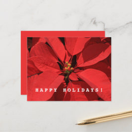 Cartão Postal De Festividades Poinsettia Feliz Feliz ano novo de Natal