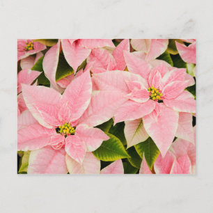 Cartão Postal De Festividades Poinsettias Rosa