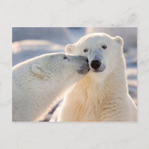 Cartão Postal De Festividades Polar Bear Kiss