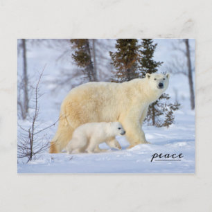 Cartão Postal De Festividades Polar Bear Madre e Cubo na Tundra