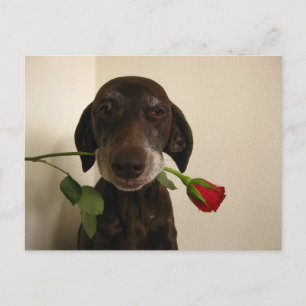 Cartão Postal De Festividades ponteiro rosa de namorados