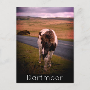 Cartão Postal De Festividades Pony on Road in Dartmoor National Park