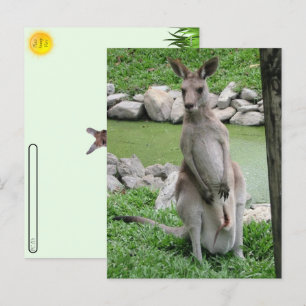 Cartão Postal De Festividades Postcross: Kangaroo com Joey Postcard