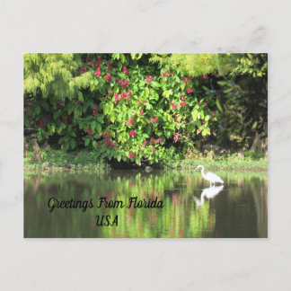 Cartão Postal De Festividades Postcrossing - Greetings from - Egret Landscape