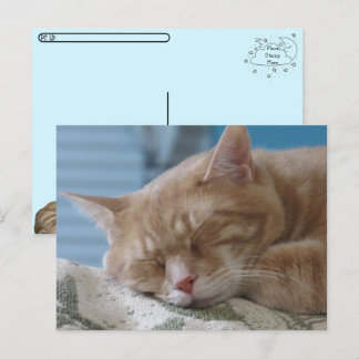 Cartão Postal De Festividades Posto - Gatinho Sonolento Taz - Cartão-postal Cat