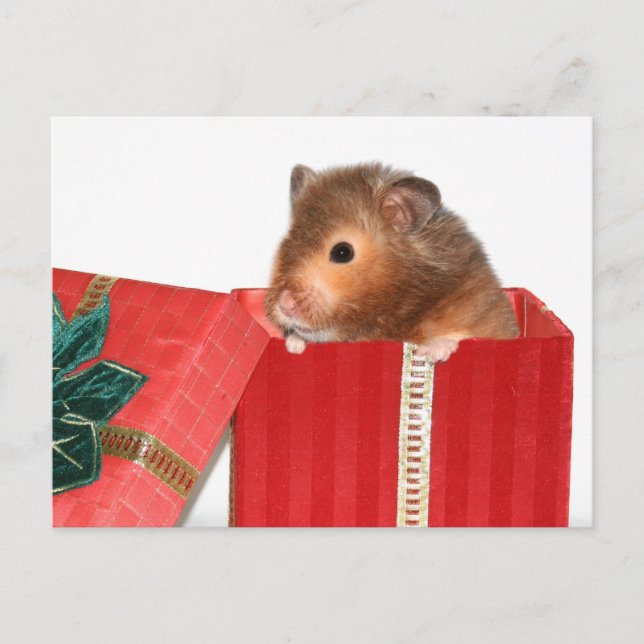 Cartão Postal De Festividades Presente de Natal de Hamster (Frente)