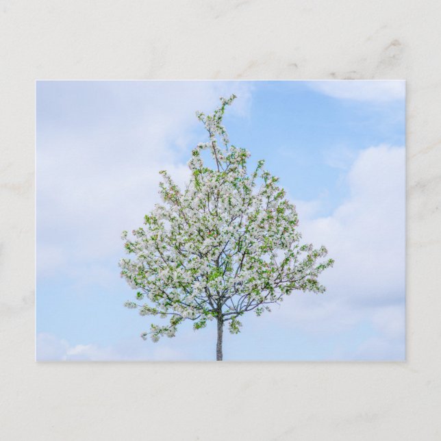 CARTÃO POSTAL DE FESTIVIDADES PRIMAVERA - FELZ PASCOA (Frente)